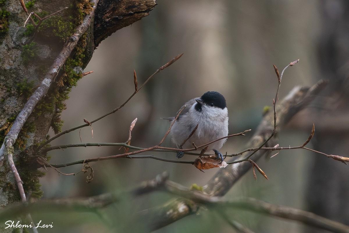 ירגזי ביצות - ML634178608