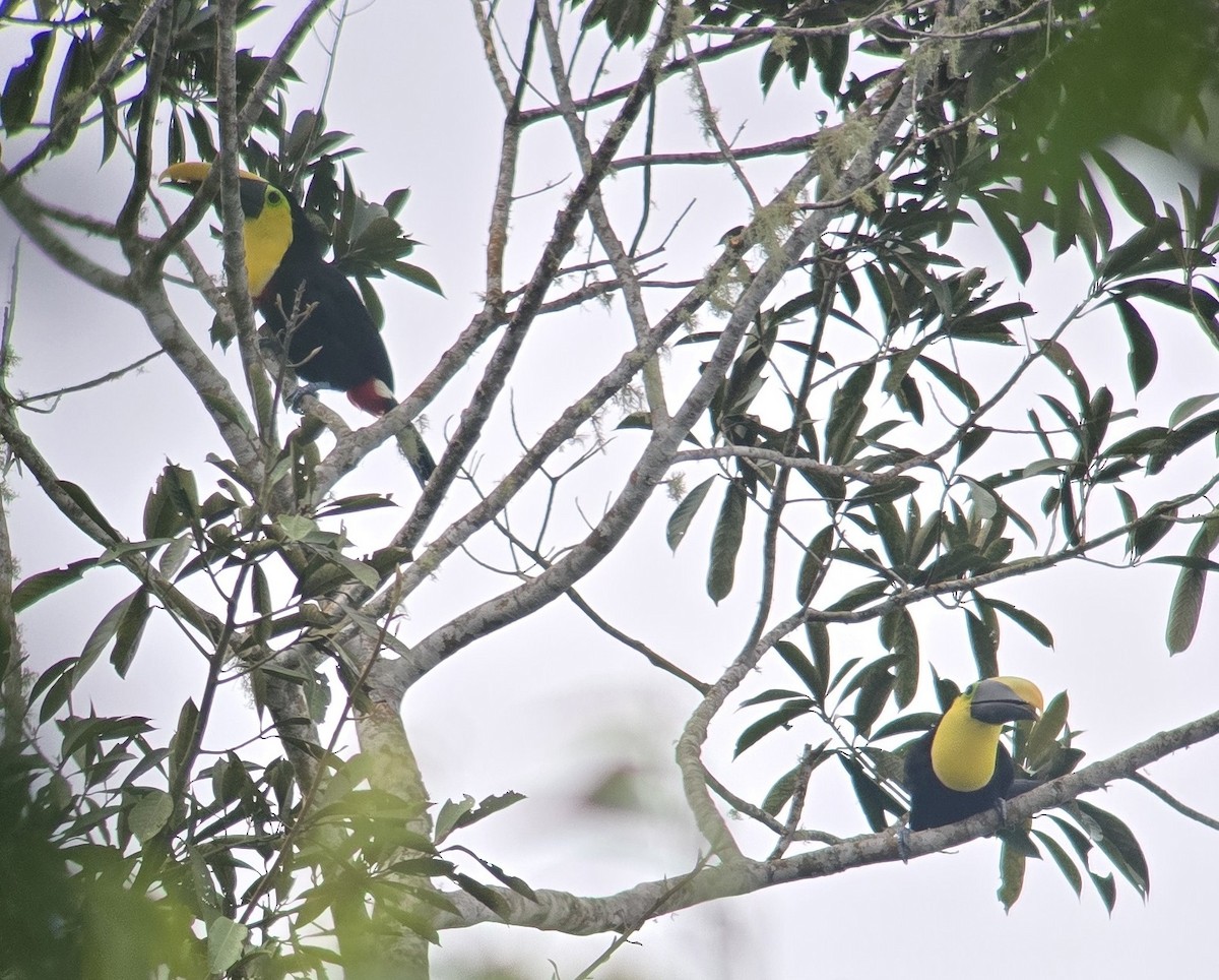 Toucan tocard - ML634178681