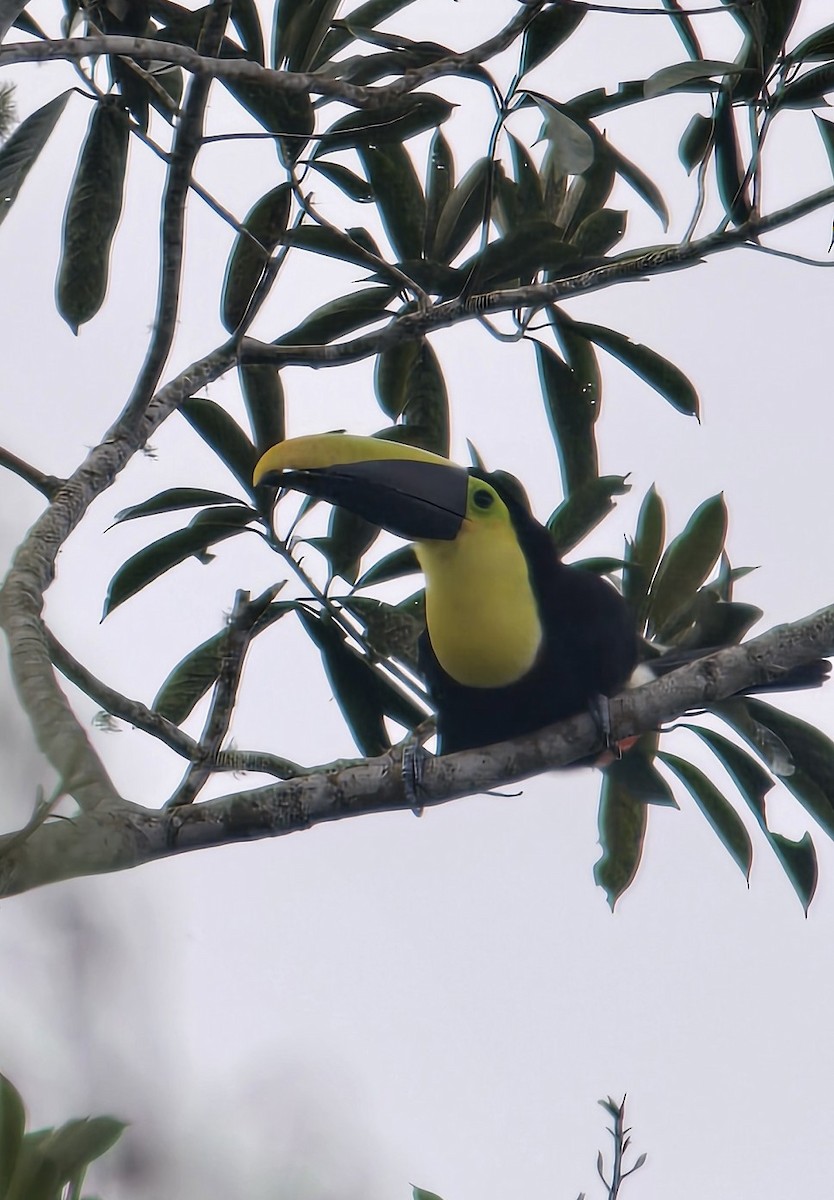 Toucan tocard - ML634178694