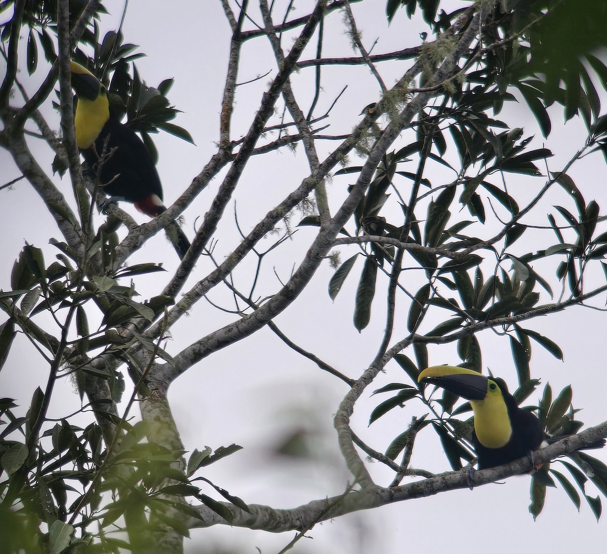 Toucan tocard - ML634178731