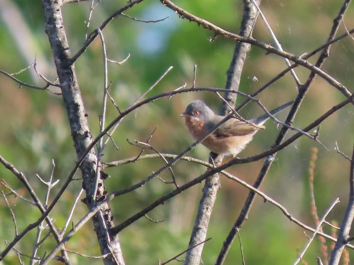 Western Subalpine Warbler - ML634178973