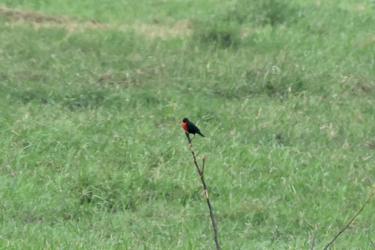 Red-breasted Meadowlark - ML634179062
