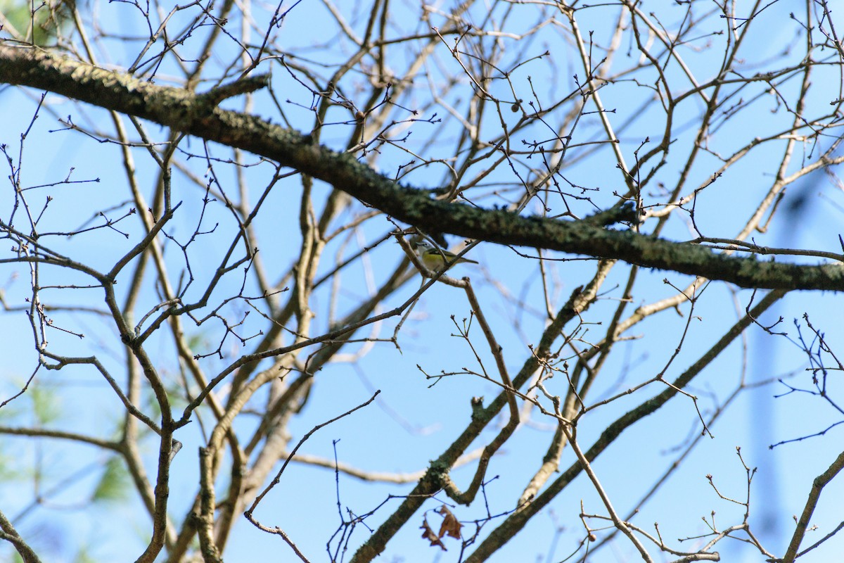 Blue-headed Vireo - ML634179175