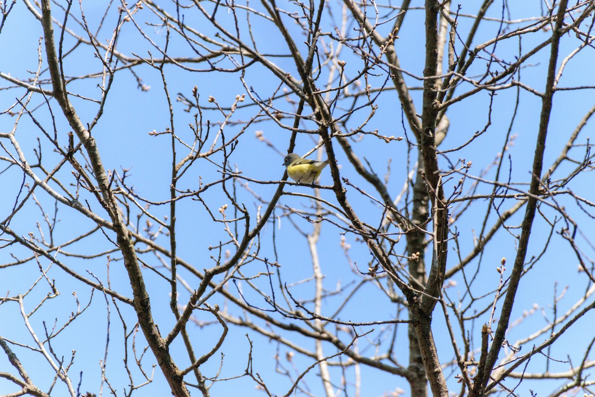 Blue-headed Vireo - ML634179176