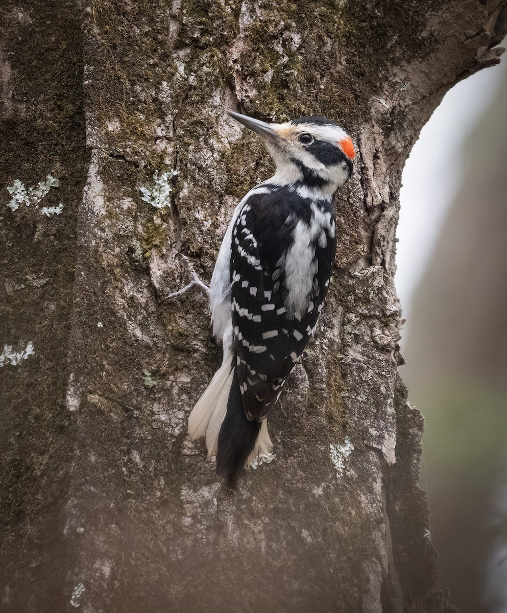 Hairy Woodpecker - ML634179180