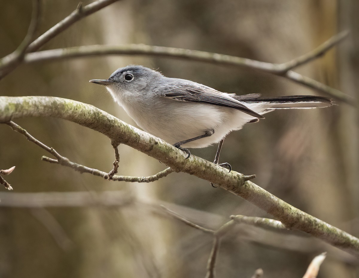 Blue-gray Gnatcatcher - ML634179193