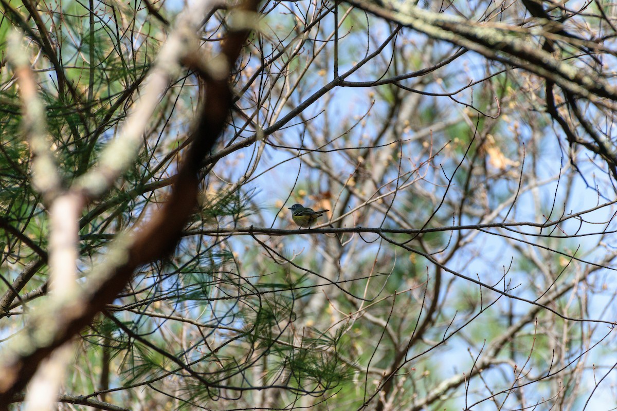Blue-headed Vireo - ML634179196