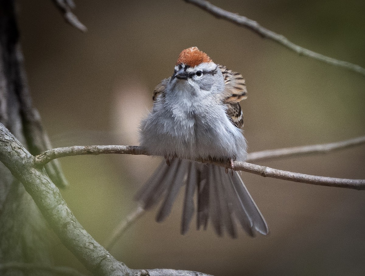 Chipping Sparrow - ML634179202