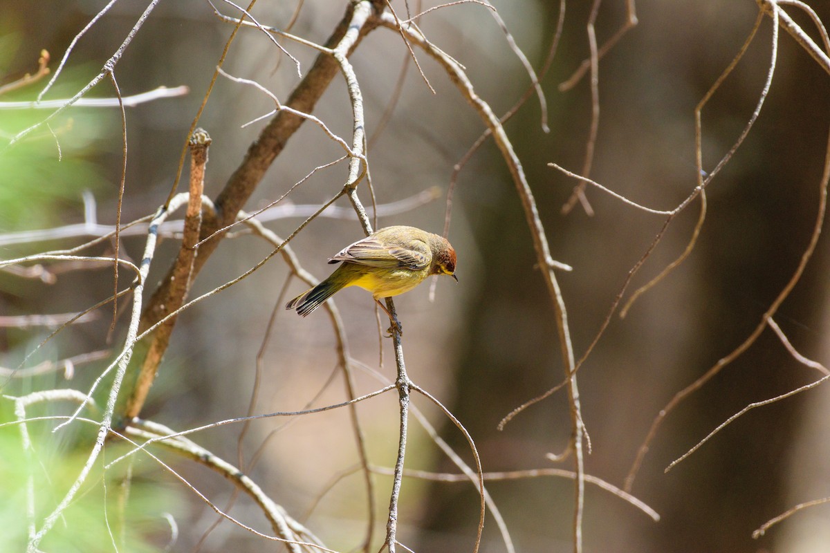 Palm Warbler - ML634179244