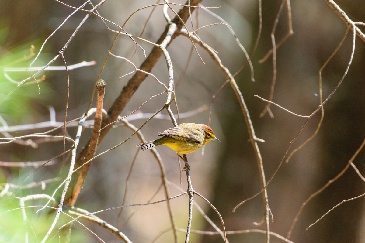 Palm Warbler - ML634179245