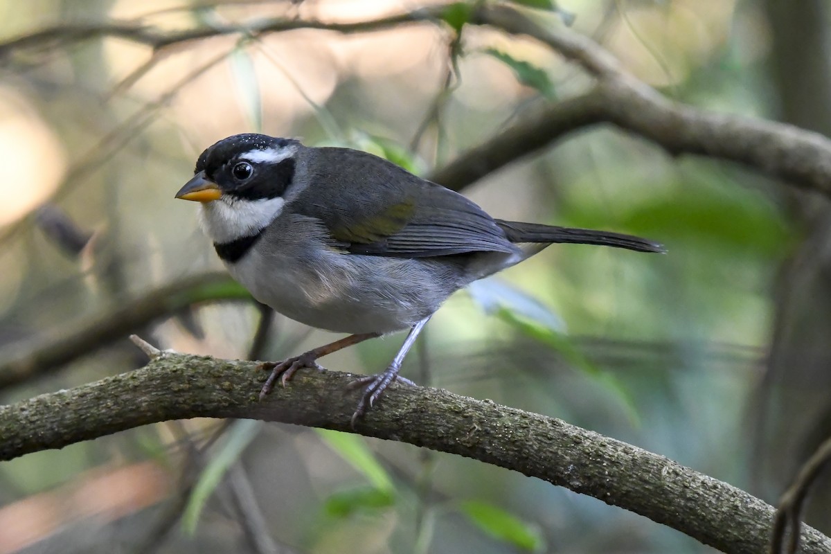 Saffron-billed Sparrow (Gray-backed) - ML634179282