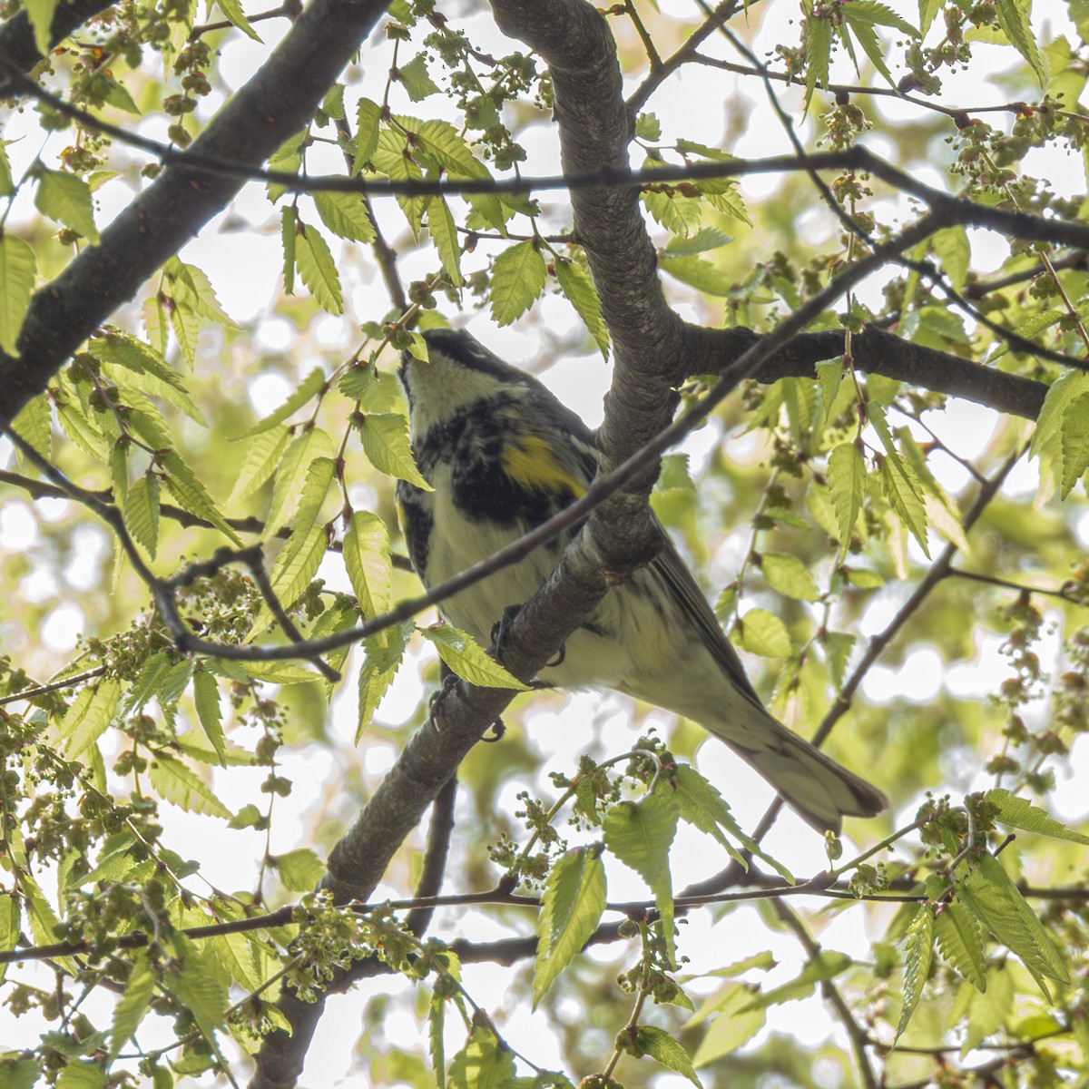 Yellow-rumped Warbler - ML634179533