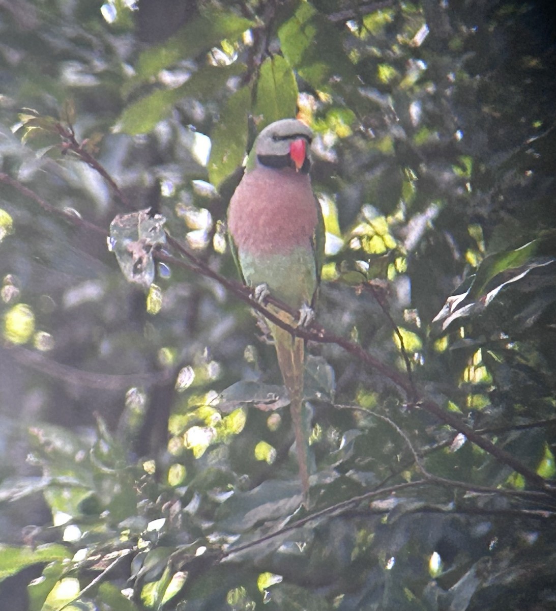 Red-breasted Parakeet - ML634179687