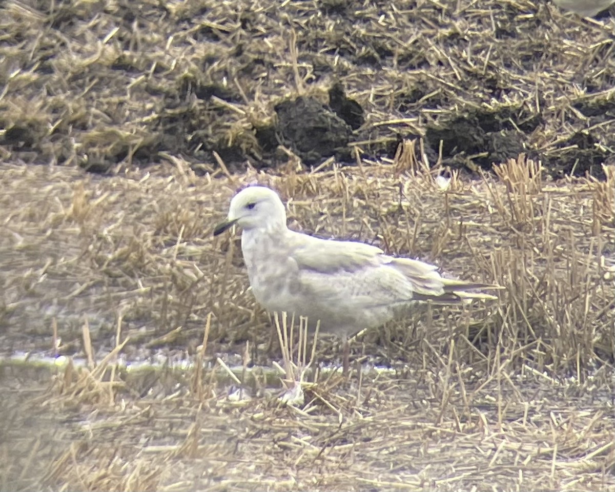 Iceland Gull - ML634179709