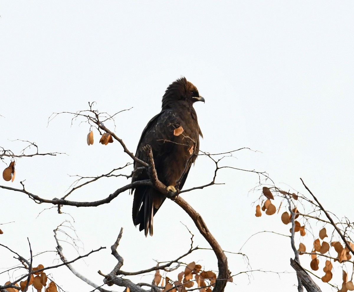 Kahverengi Yılan Kartalı - ML634179759