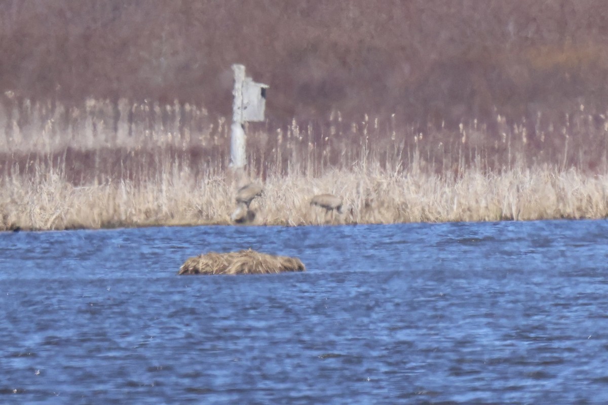 Sandhill Crane - ML634179767