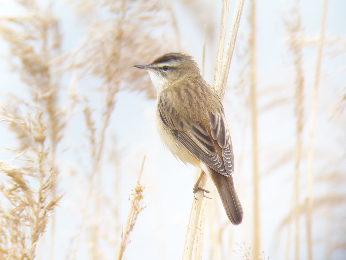 Sedge Warbler - ML634179775