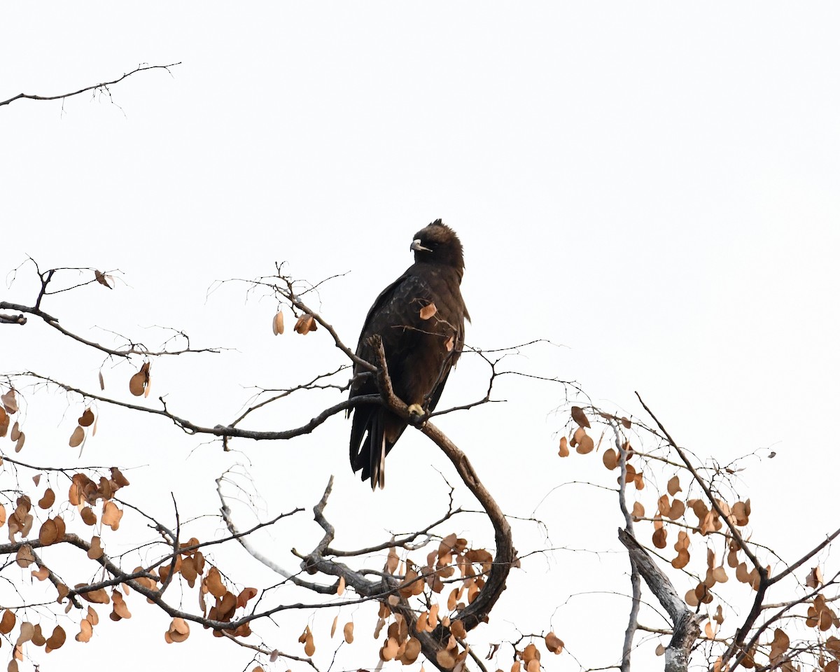 Kahverengi Yılan Kartalı - ML634179809