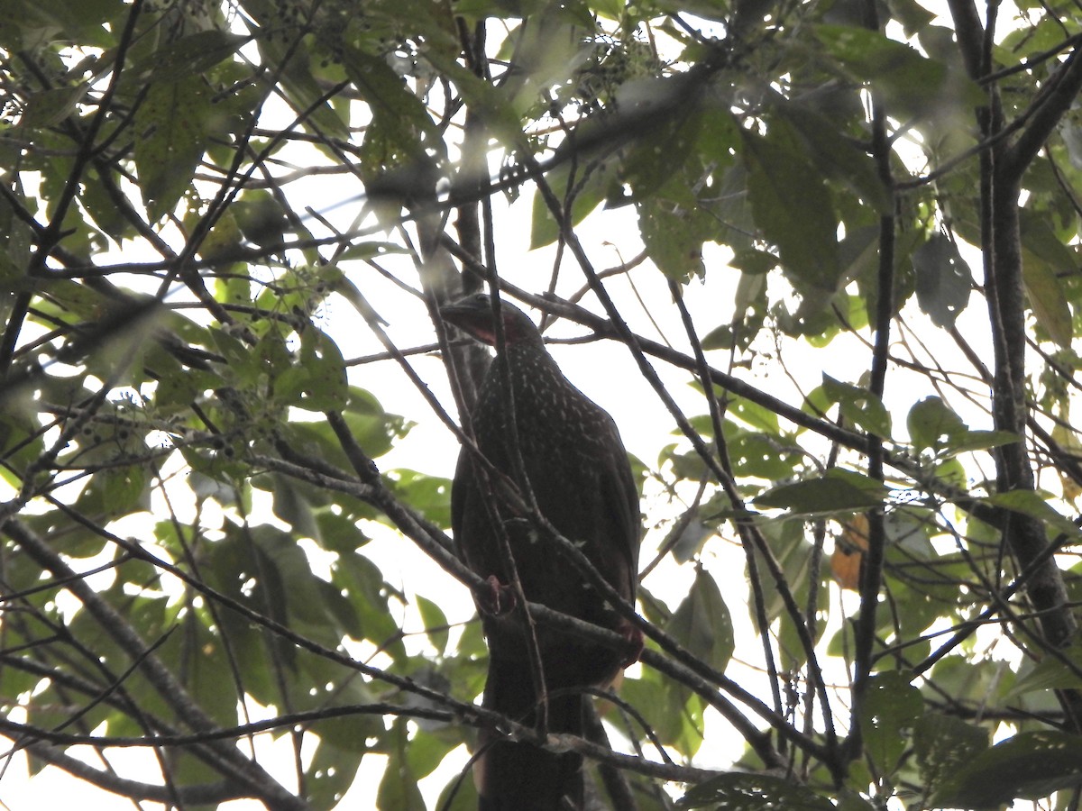 Band-tailed Guan - ML634179903