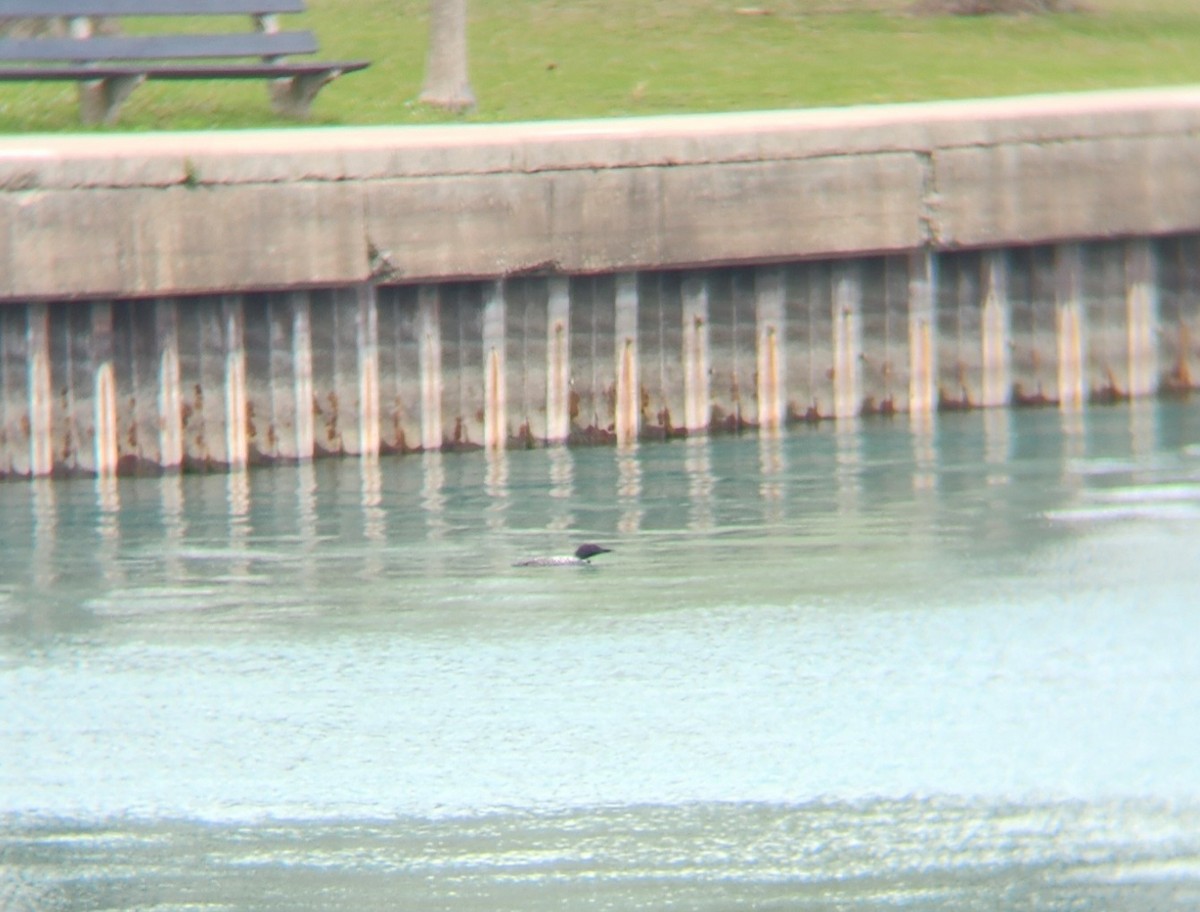 Common Loon - ML634179977