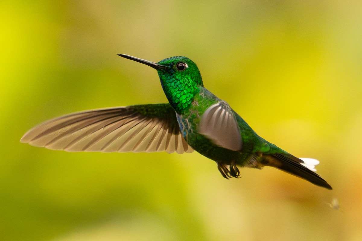 Rufous-vented Whitetip - ML634179996
