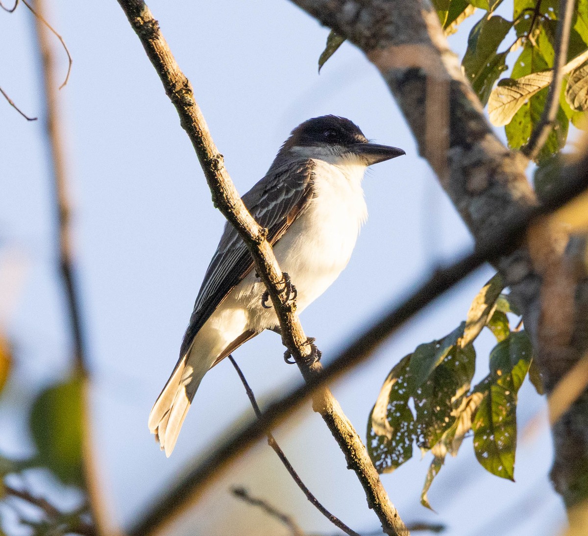 Giant Kingbird - ML634180035