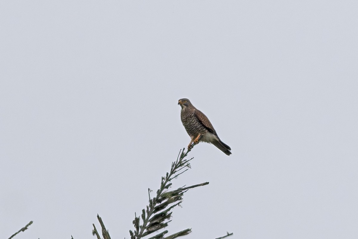 Sulawesi Honey-buzzard - ML634180146