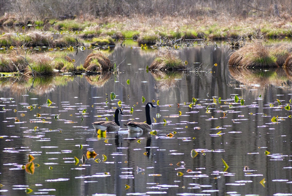 Canada Goose - ML634180175