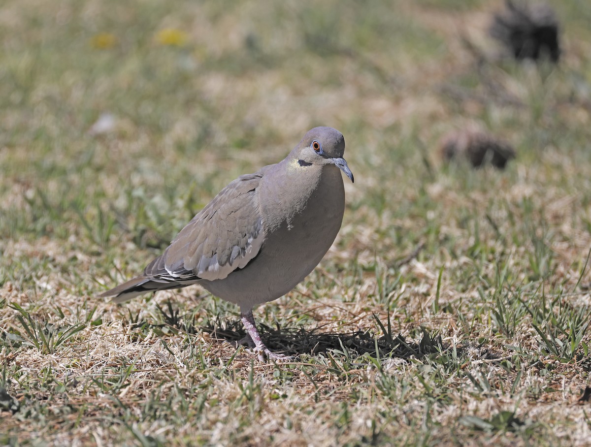 White-winged Dove - ML634180196