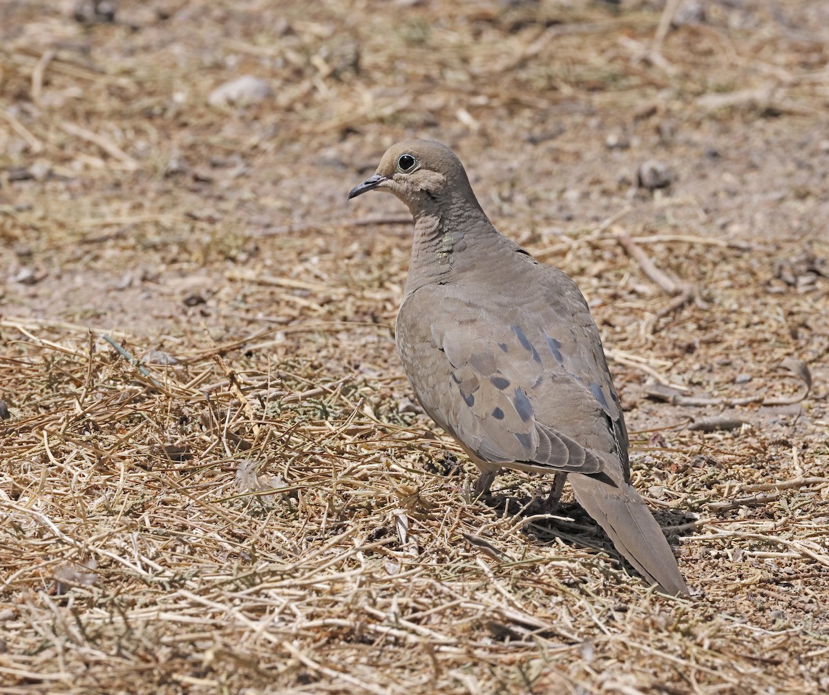 Mourning Dove - ML634180222