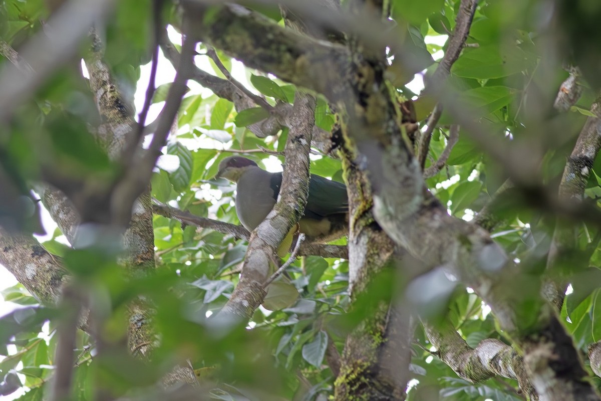 Red-eared Fruit-Dove - ML634180239