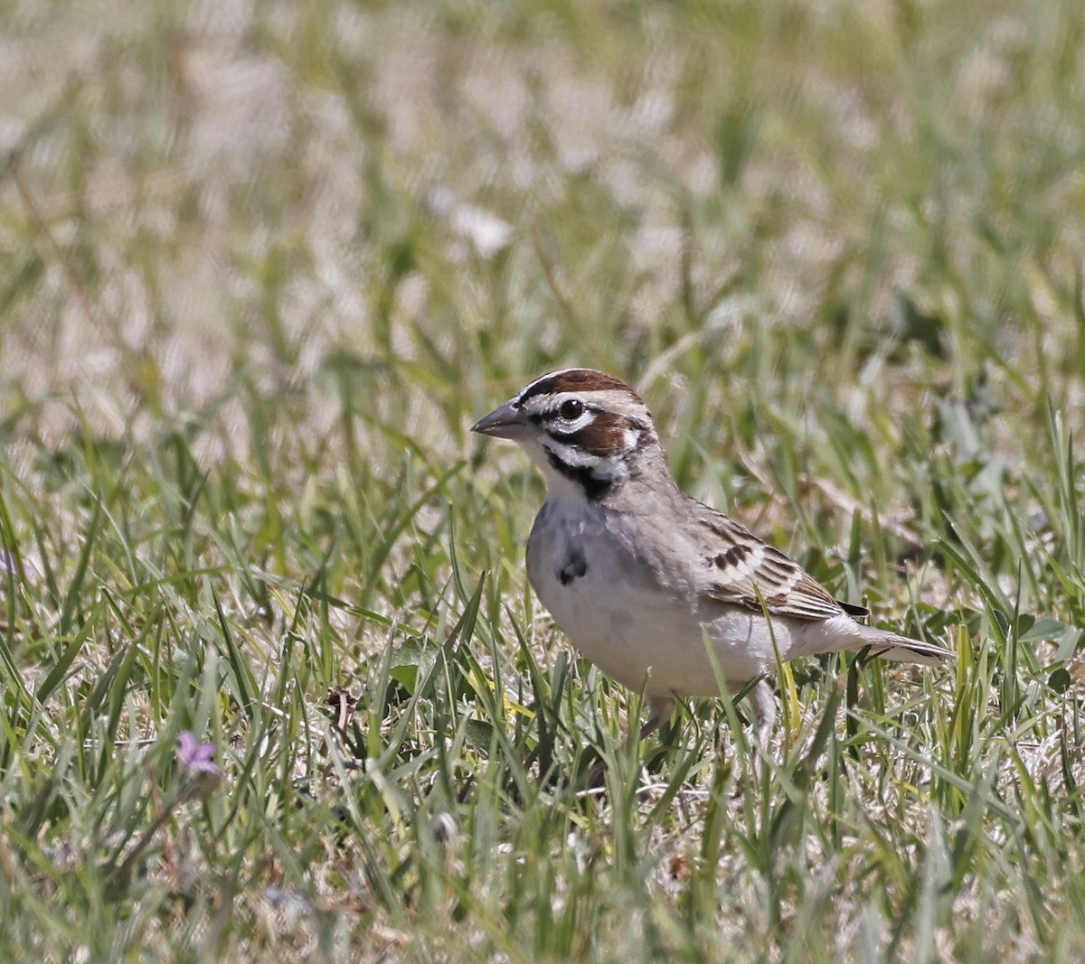 Lark Sparrow - ML634180240