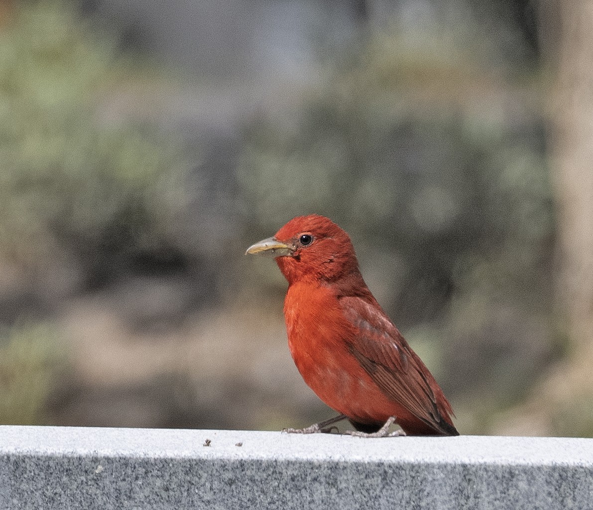 Summer Tanager - ML634180264