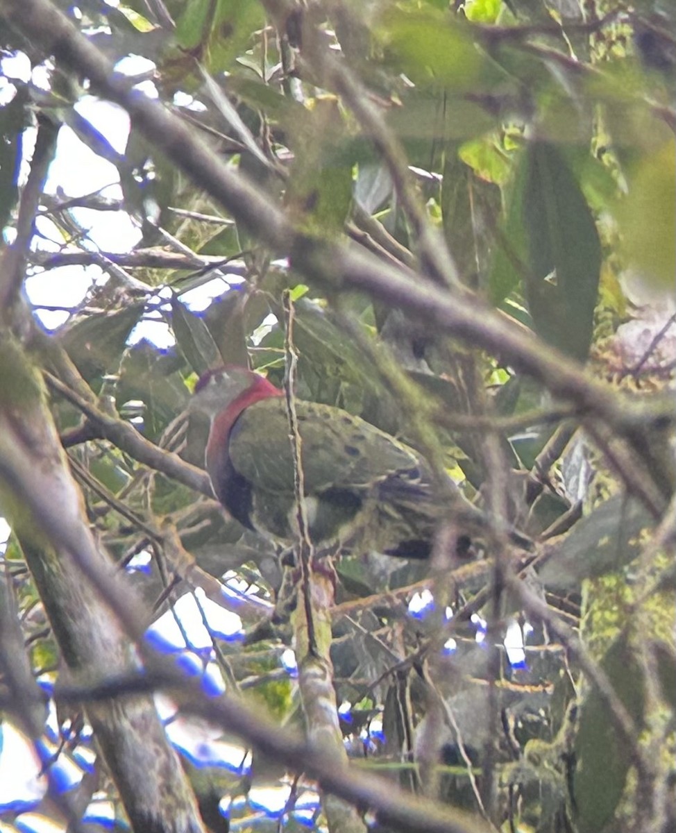 Superb Fruit-Dove - ML634180307