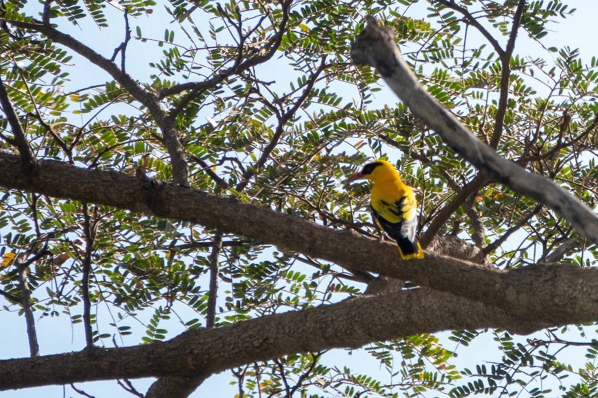 African Golden Oriole - ML634180433