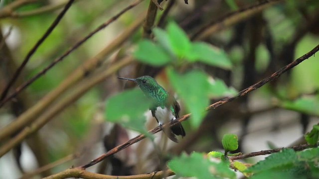 Snowy-bellied Hummingbird - ML634180441