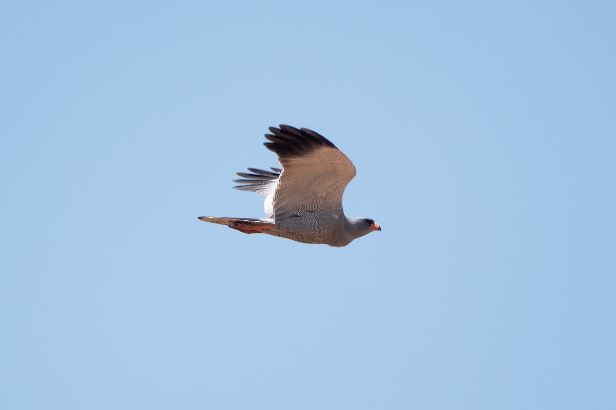 Dark Chanting-Goshawk - ML634180481