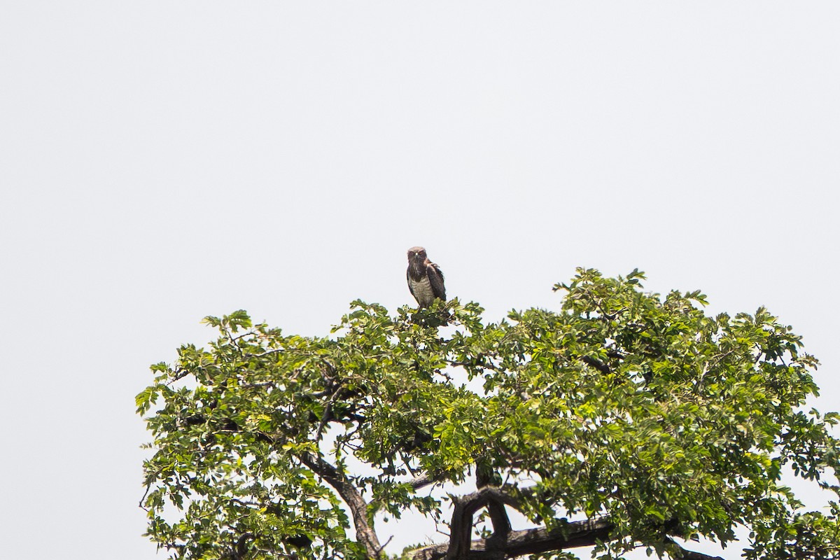 Beaudouin's Snake-Eagle - ML634180595