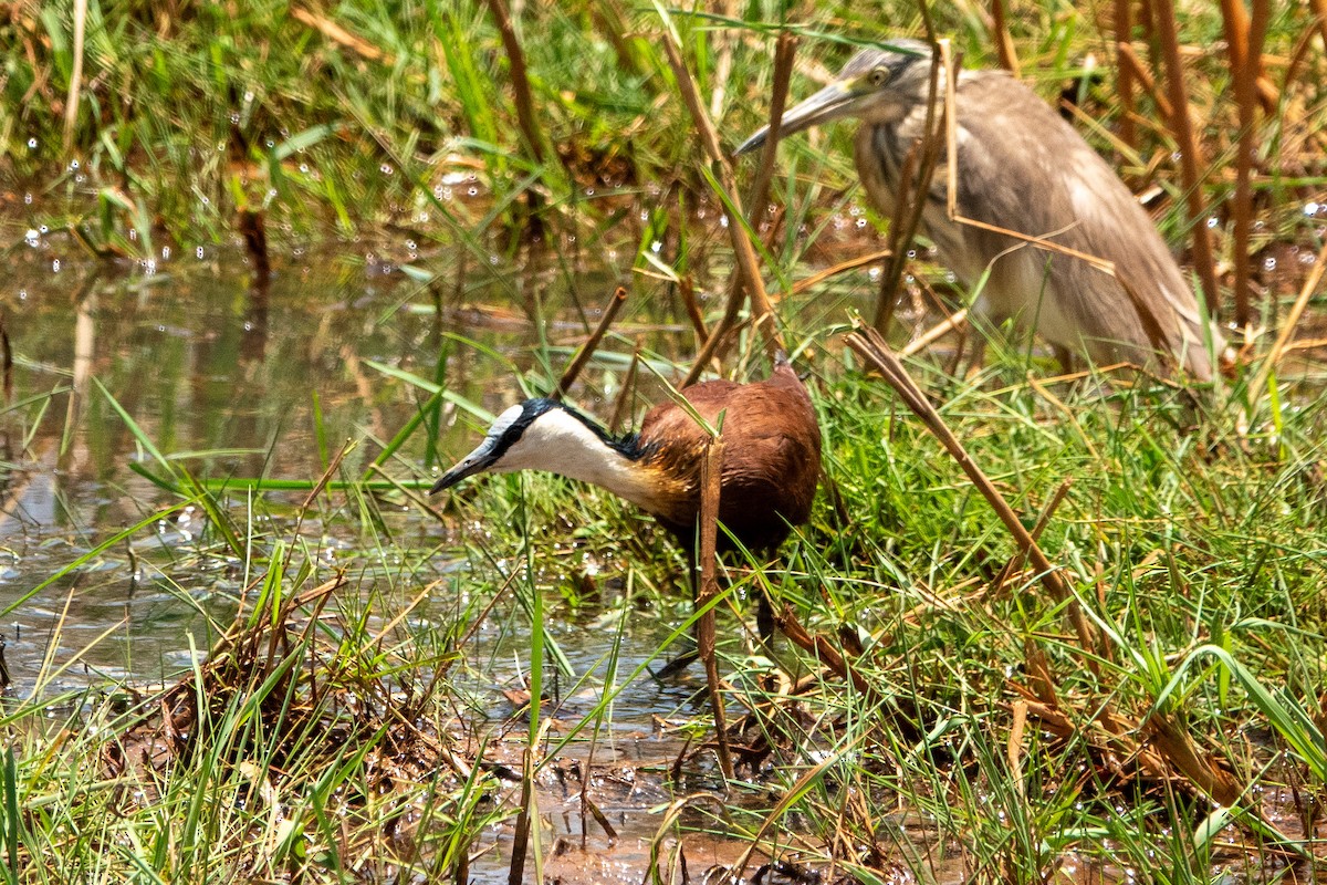 African Jacana - Thomas Gibson