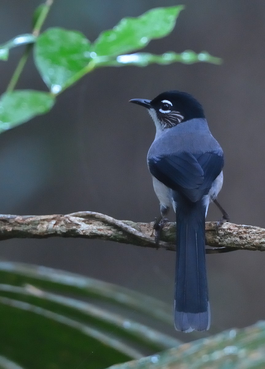 Black-headed Sibia (Lang Bian) - ML634180618
