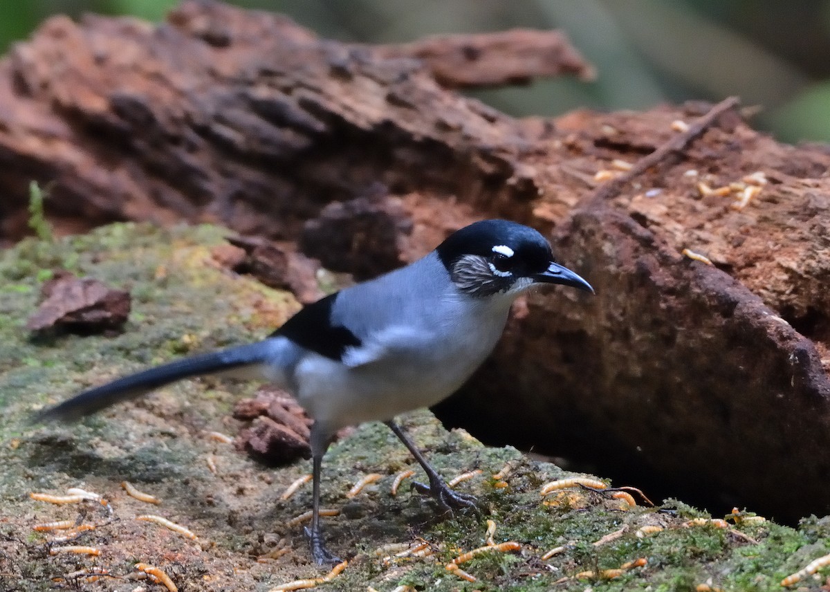 Black-headed Sibia (Lang Bian) - ML634180619