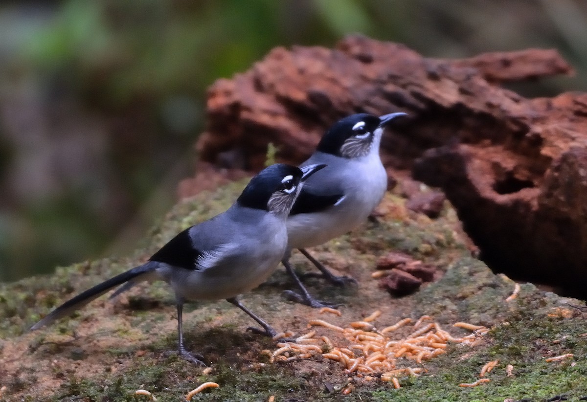 Black-headed Sibia (Lang Bian) - ML634180623