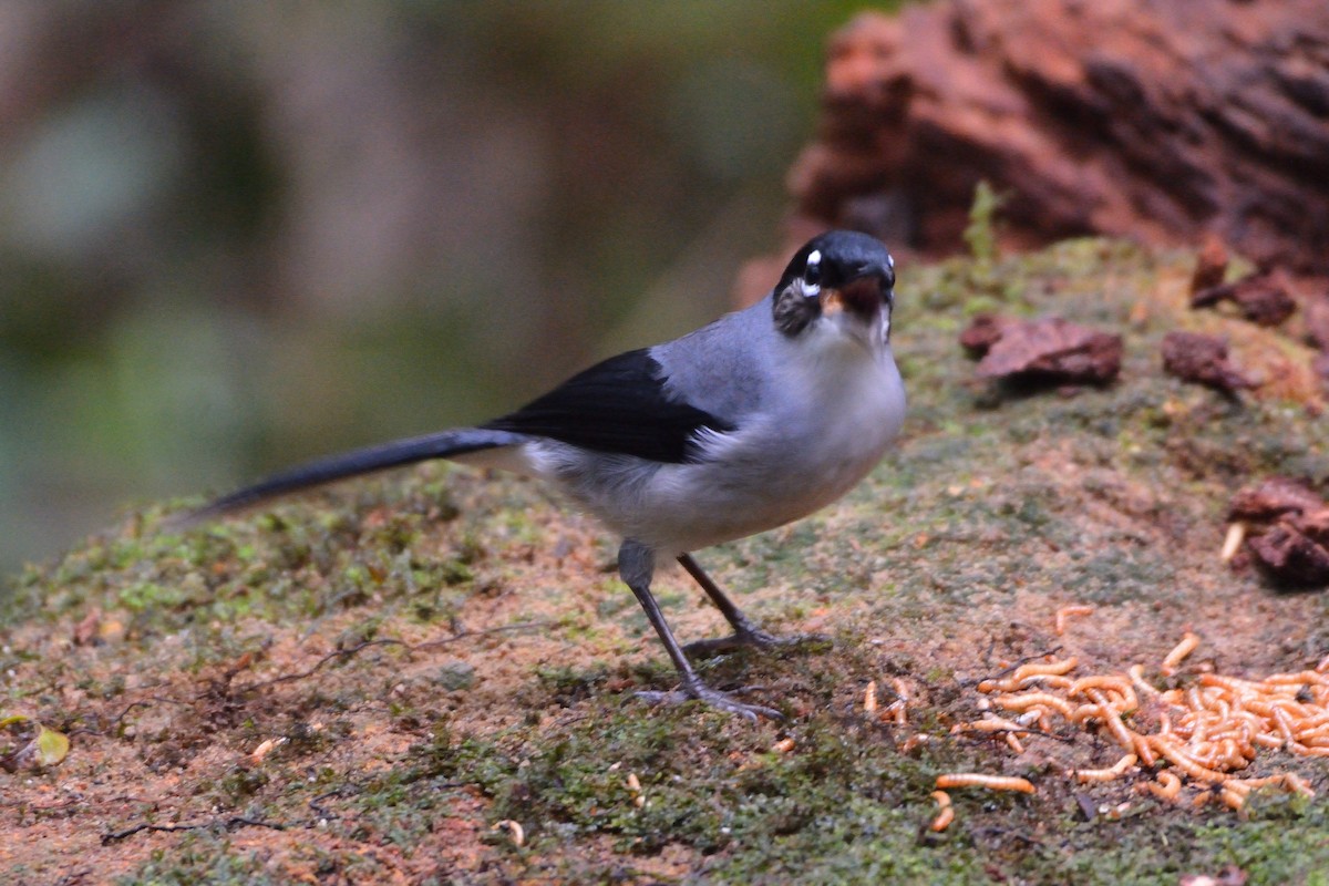 Black-headed Sibia (Lang Bian) - ML634180627