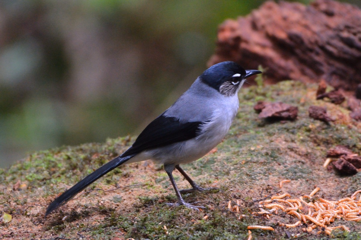 Black-headed Sibia (Lang Bian) - ML634180628