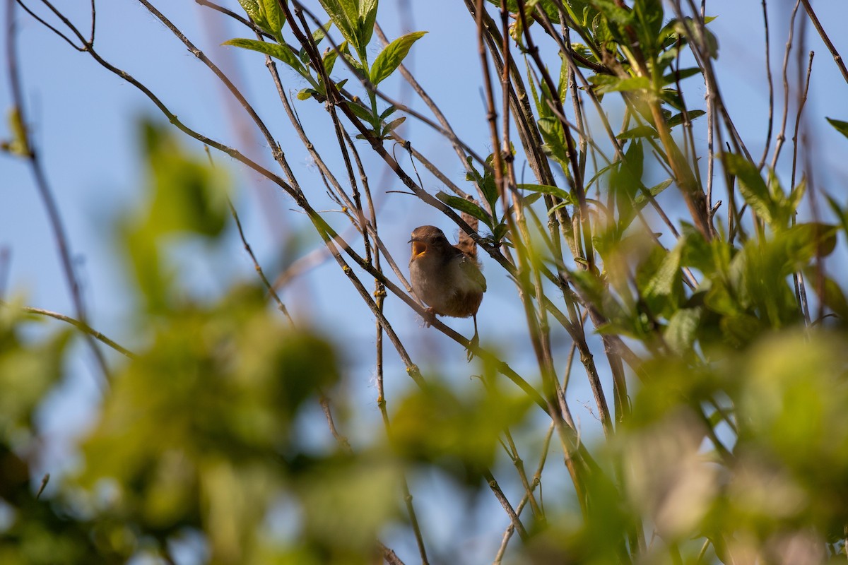 Marsh Wren - ML634180637