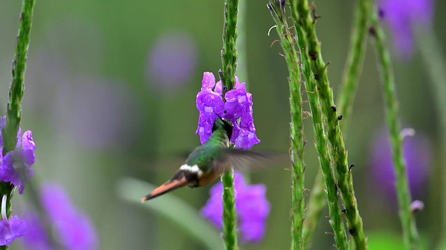 White-crested Coquette - ML634180639