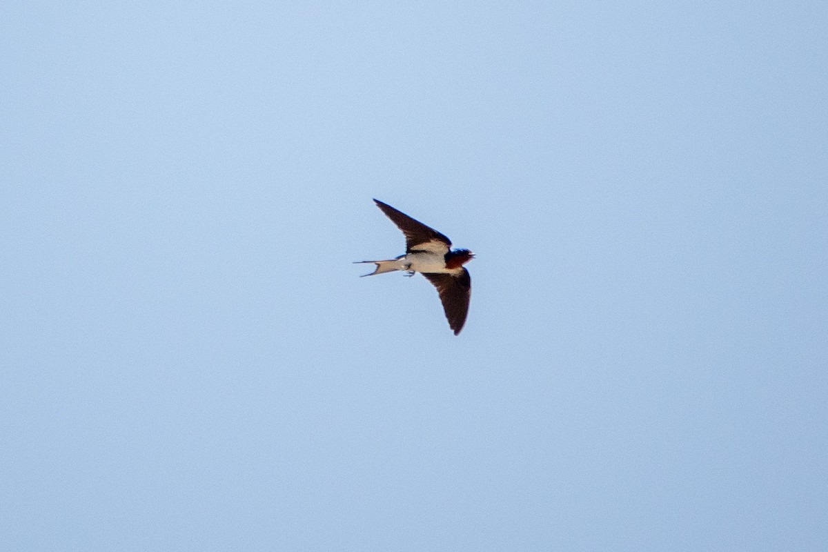 Red-chested Swallow - ML634180641