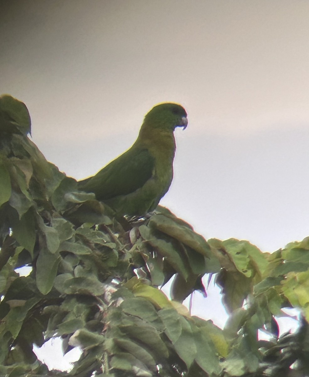 Yellow-breasted Racquet-tail - ML634180643