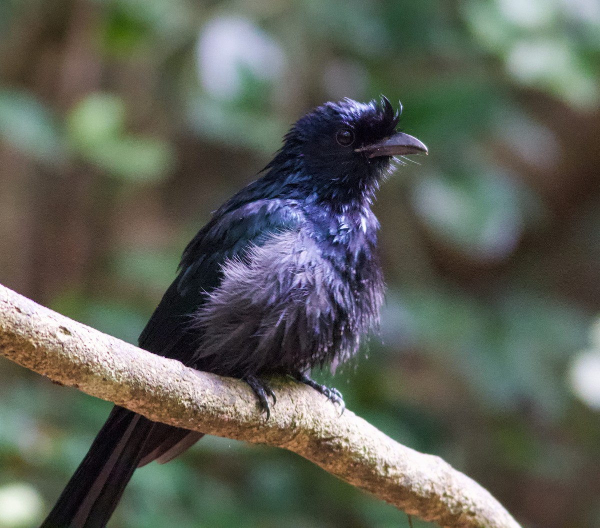 Drongo à raquettes - ML634180702