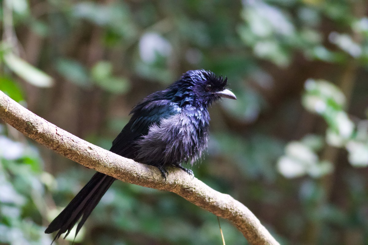 Drongo à raquettes - ML634180703